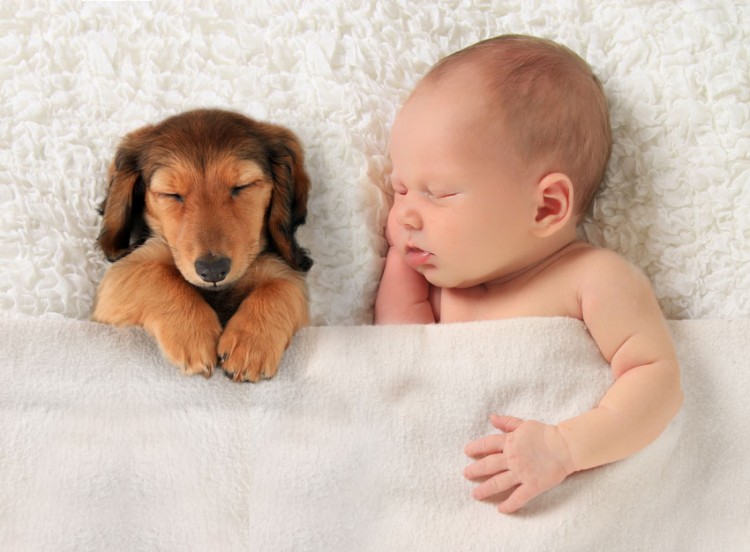Children and pets: is it possible to live together?