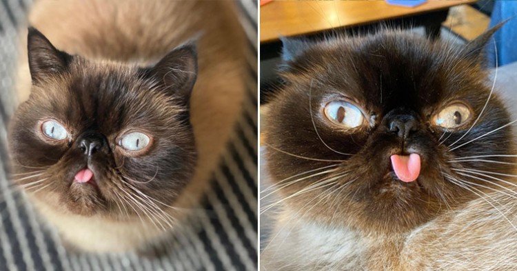 Cat Wins Internet's Heart With Hanging Tongue And Unique Face