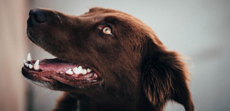 What are the number of teeth a dog has, and can they lose any of them?