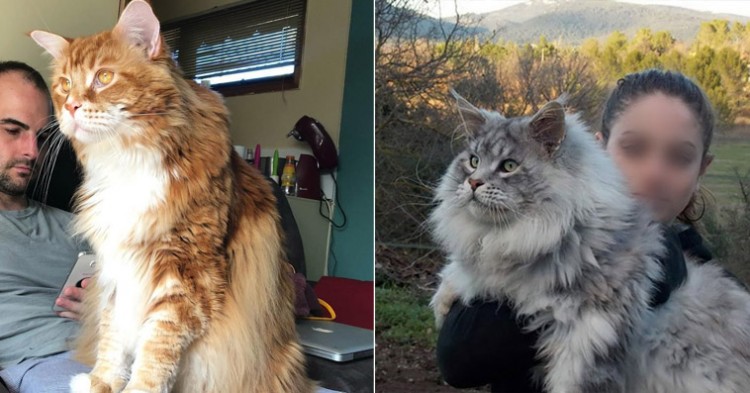 These 15 Maine Coon Cats Are So Huge That They Make All The Other Cats Look Tiny