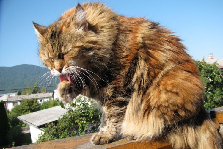 The Maine Coon Cat - Born of Legend, Myth & Folklore - The Purrington Post
