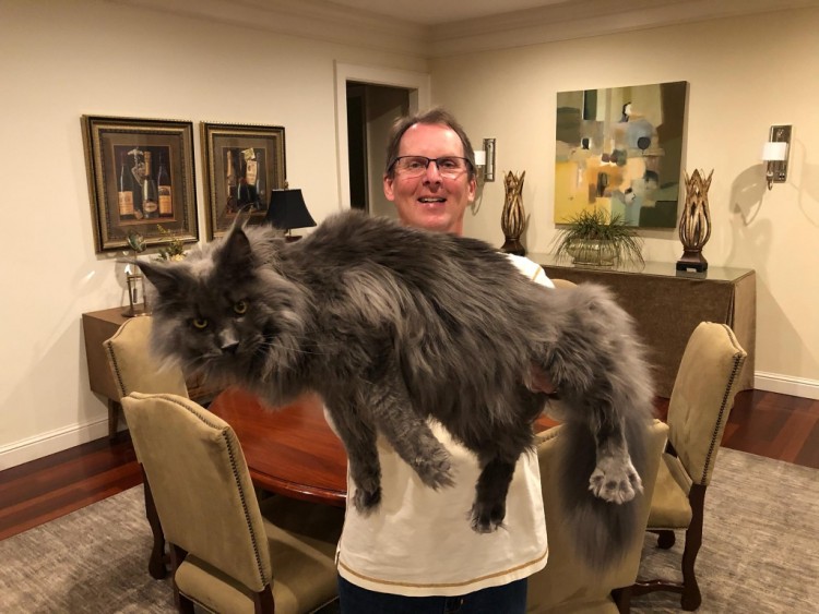 EuroCoons - Home for European Maine Coon Cats and Kittens - Maine Coon Kittens for sale - European Maine Coon Breeder near me - Buy Huge Maine Coon Cat- Giant Maine Coon