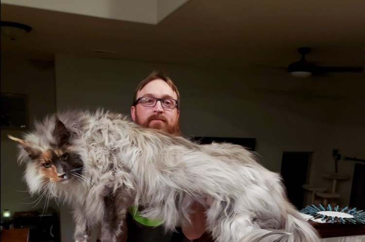 European Maine Coon with clown's face and comet cloud coat