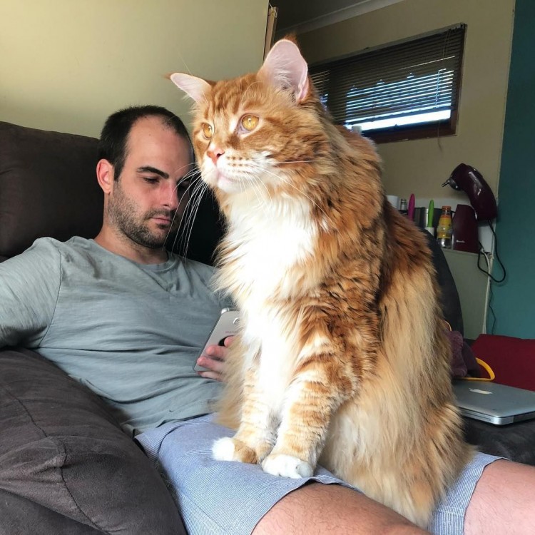 largest ragdoll cat in the world online -