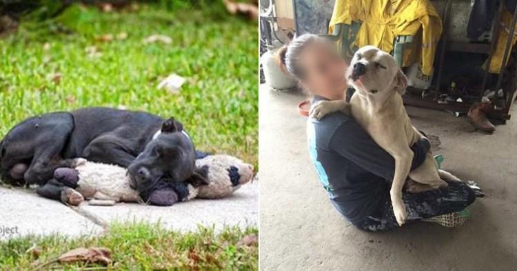 A picture of a homeless dog sleeping with a stuffed animal went viral after people shared it