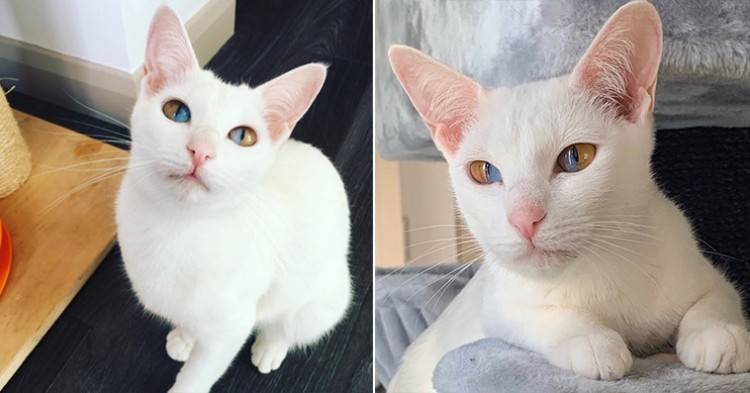 Get To Know Odd-eyed Olive: A Gorgeous Feline With Extraordinary Eyes