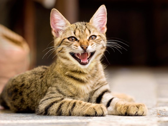 Why Does My Cat Meow So Much? | PetMD