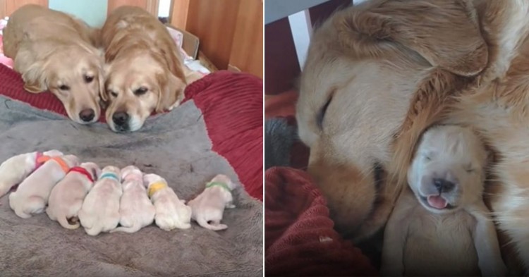 Parents of 7 adorable golden retriever pups watch over their tiny babies, they're all so adorable