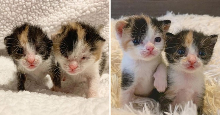 A pair of kittens found near the road look after one another and insist on staying together