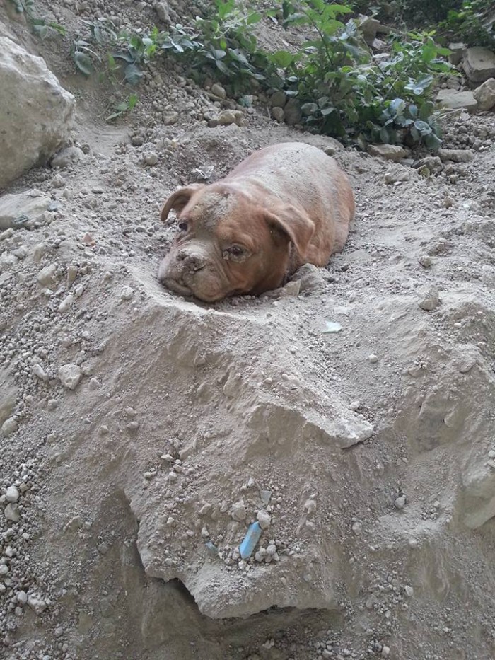 Athena was found buried alive on August 4. Her head was the only exposed part, and it appears that she managed to free it herself because she was buried pretty shallow.