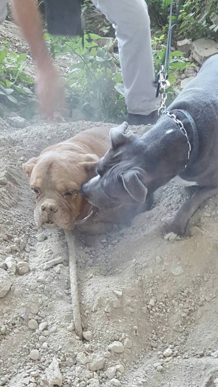 Goddess kept encouraging the poor dog during the rescue.