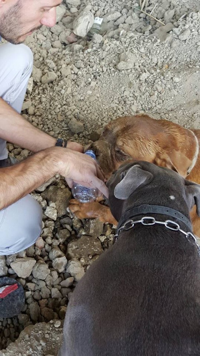 Athena was dehydrated, so her rescuer gave her water in small sips. Giving her large quantities of water at once could harm a dehydrated animal.