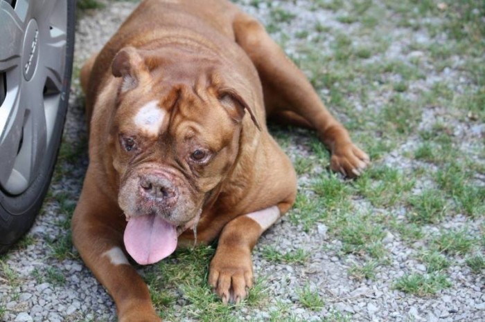 The poor dog was taken to a local vet clinic, where theyÃƒÆ’Ã‚Â¢ÃƒÂ¢Ã¢â‚¬Å¡Ã‚Â¬ÃƒÂ¢Ã¢â‚¬Å¾Ã‚Â¢ve treated her for shock and dehydration. The vets concluded that she was at least 10 years old and had been severely abused in continuity.