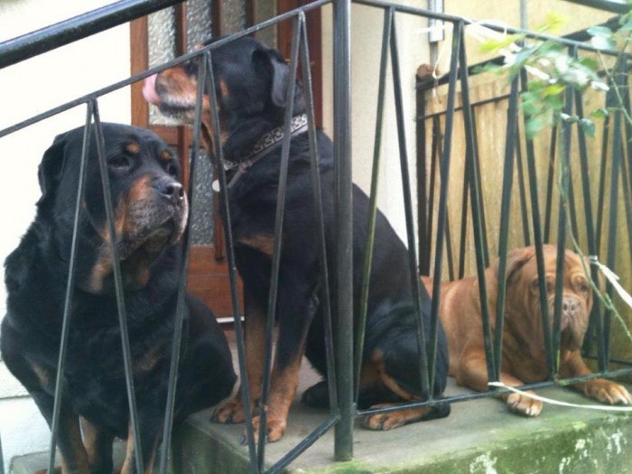 The photo shows Athena with two new Rottweiler friends. She is trying to get accustomed to a life with a loving family, friends, and proper care.