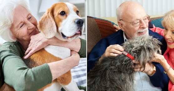 The best companion dogs for senior citizens