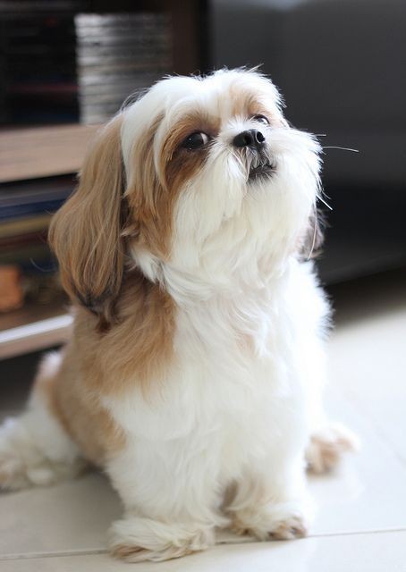 12 Reasons Why Shih Tzus Are Dangerous Dogs | Cute dogs, Shih tzu puppy, Shih tzu