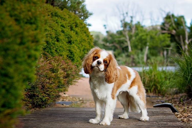Cavalier King Charles Spaniel Pictures | Download Free Images on Unsplash