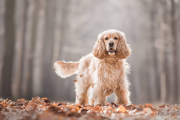 Cocker spaniel 1080P, 2K, 4K, 5K HD wallpapers free download | Wallpaper Flare