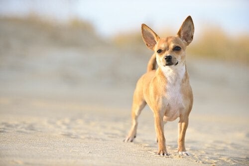 Chihuahua Dogs are Ideal for Small Homes - My Animals