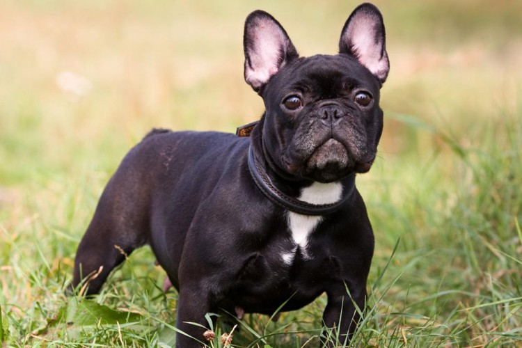 Meet the French Bulldog!