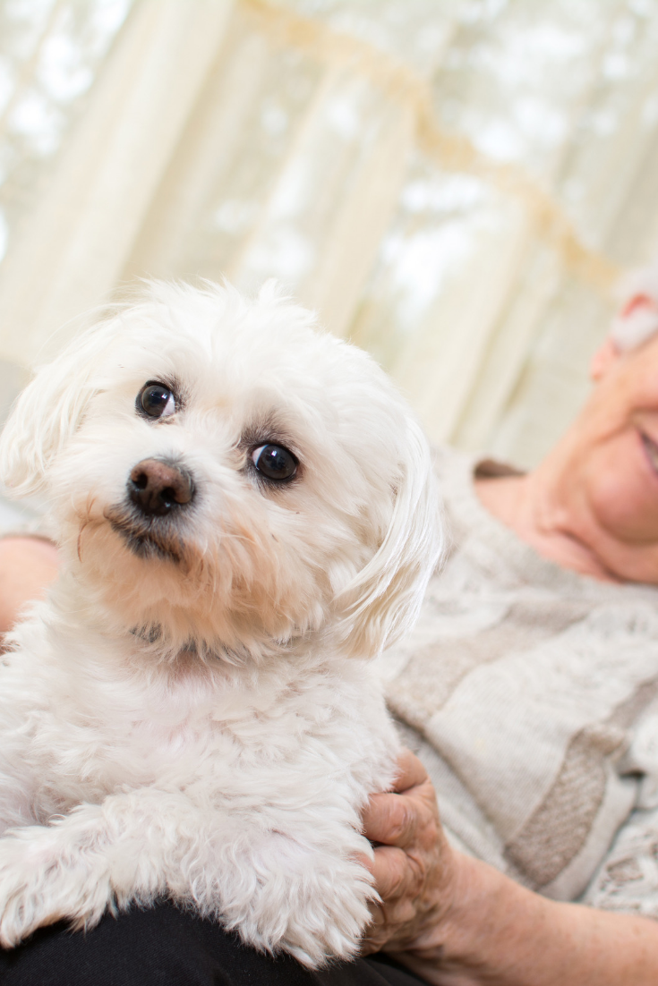 Senior woman holding maltese dog in her lap. Focus on dog. | Animais
