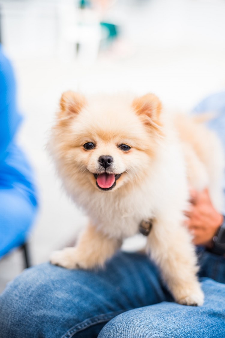 500+ Pomeranian Pictures [HD] | Download Free Images on Unsplash