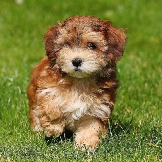 30 Cutest Pictures of Havanese Puppies | The Stuff Makes Me Happy #animalphotography #animal #photography #ideas | Pudel, Havaneser, Beste hunderassen