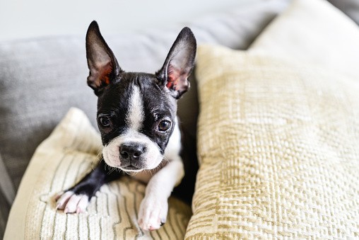 Boston Terrier Pictures [HD] | Download Free Images on Unsplash