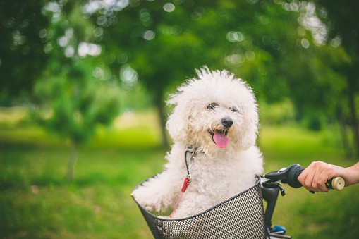 Bichon Frise Pictures | Download Free Images on Unsplash