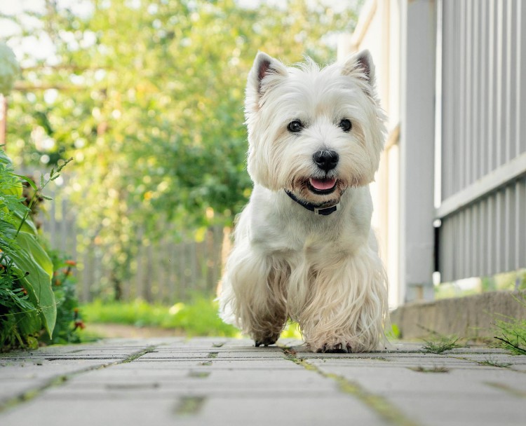 West Highland Terriers: The dogs that are clever, funny and inquisitive, with an irresistibly smiley demeanour and a skip in their step - Country Life