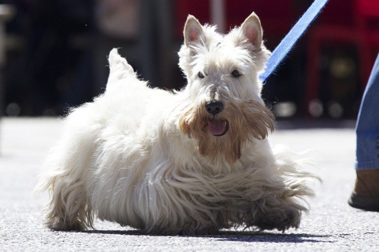 Scottish, Terrier, Dog, White, Breed, Pet