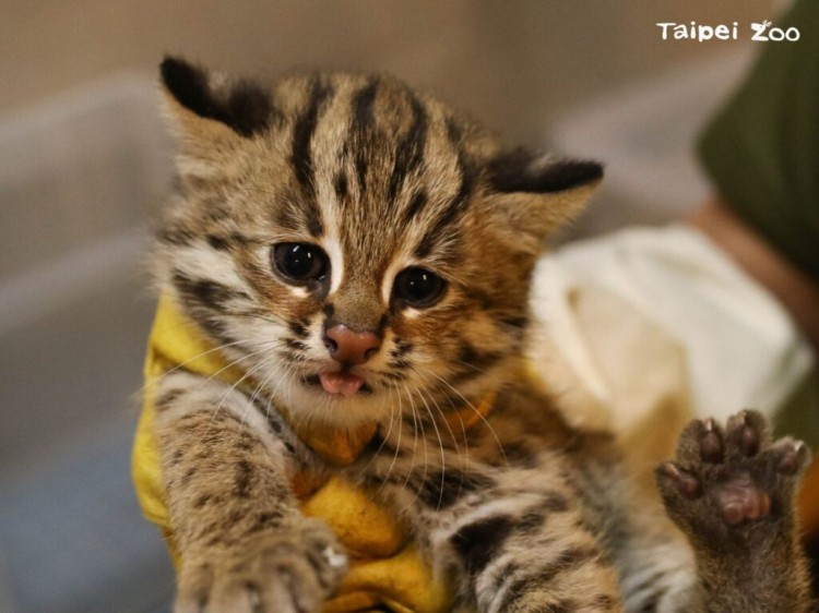 The zoo celebrates the birth of a litter of endangered leopard kittens