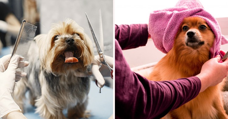 Tips and Tricks for Grooming Your Dog at Home