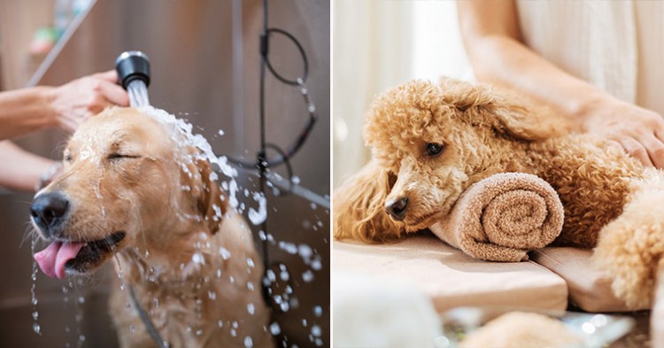 21 Bath Time Fun With Your Pets