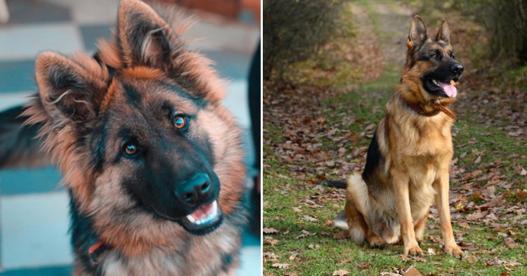 20 German Shepherd Dog Facts