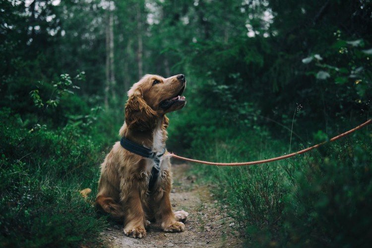 Basic Puppy obedience training: Where to start?