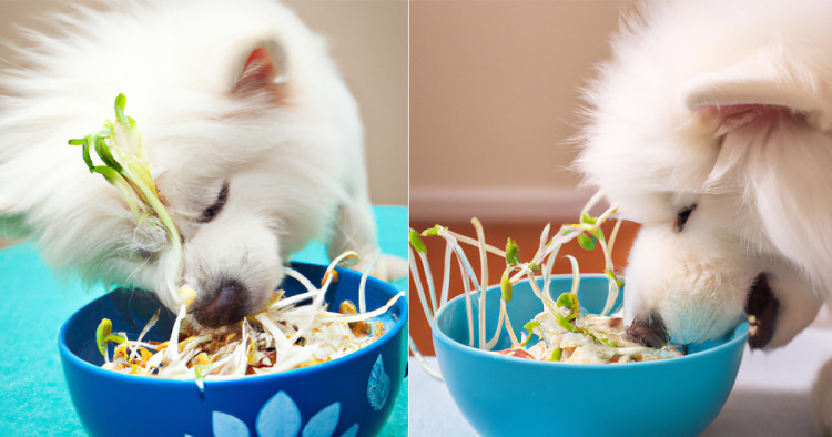 Can Dogs Eat Bean Sprouts? Is it Safe? What is the Benefit?