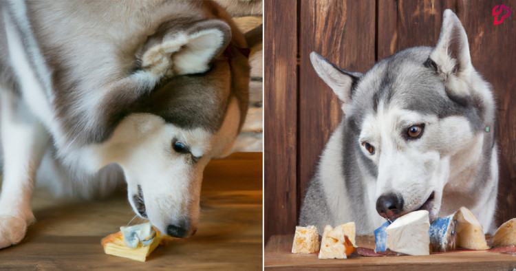 Can Dogs Eat Blue Cheese? What are the Health Benefits of Blue Cheese for Dogs?