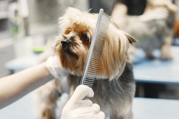 Best Dog Grooming Techniques for Maintaining a Healthy Coat
