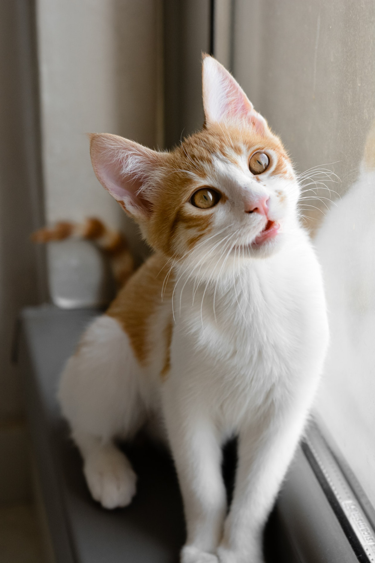How Do Cats Communicate to Humans?