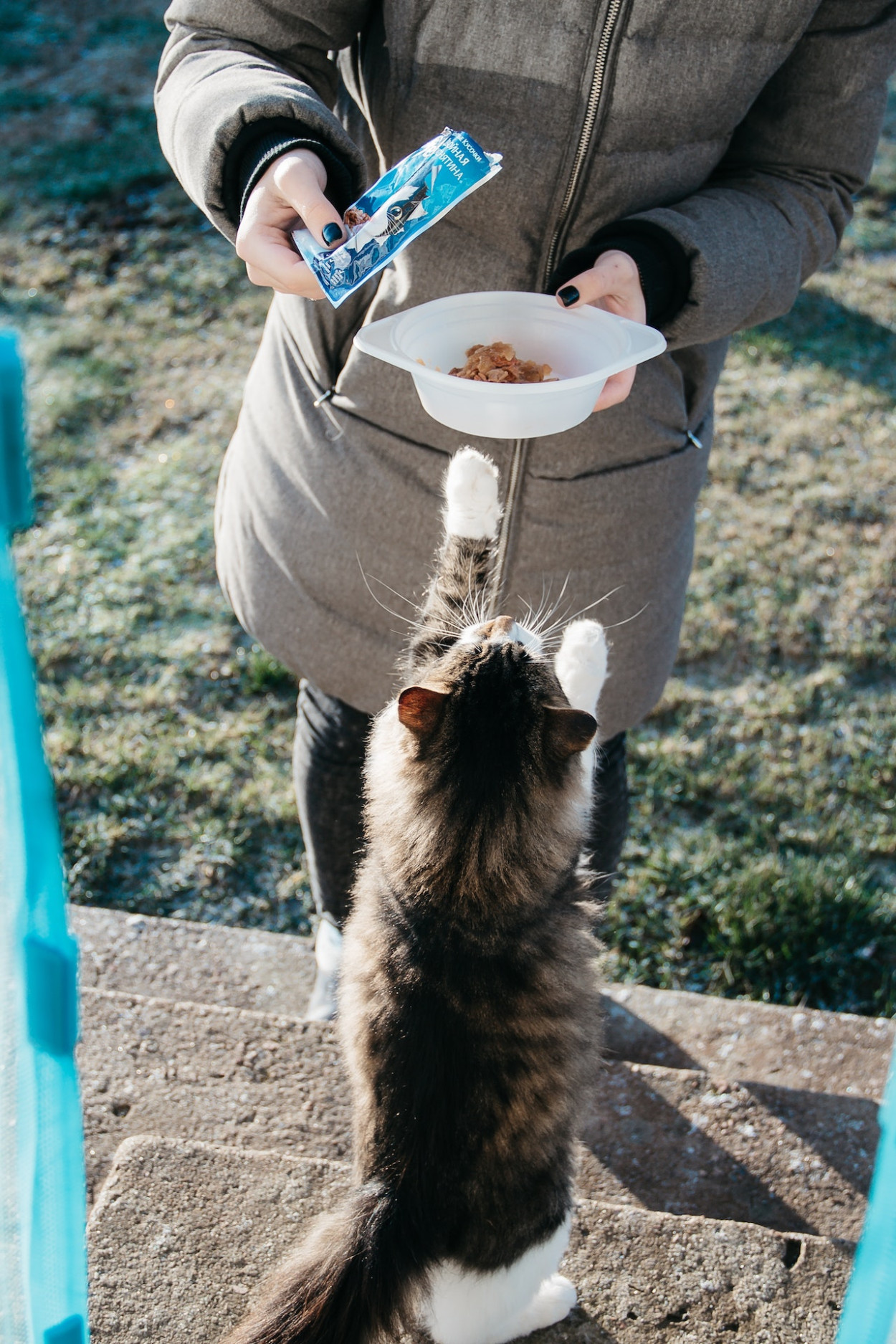 How Do Cats Communicate to Humans?