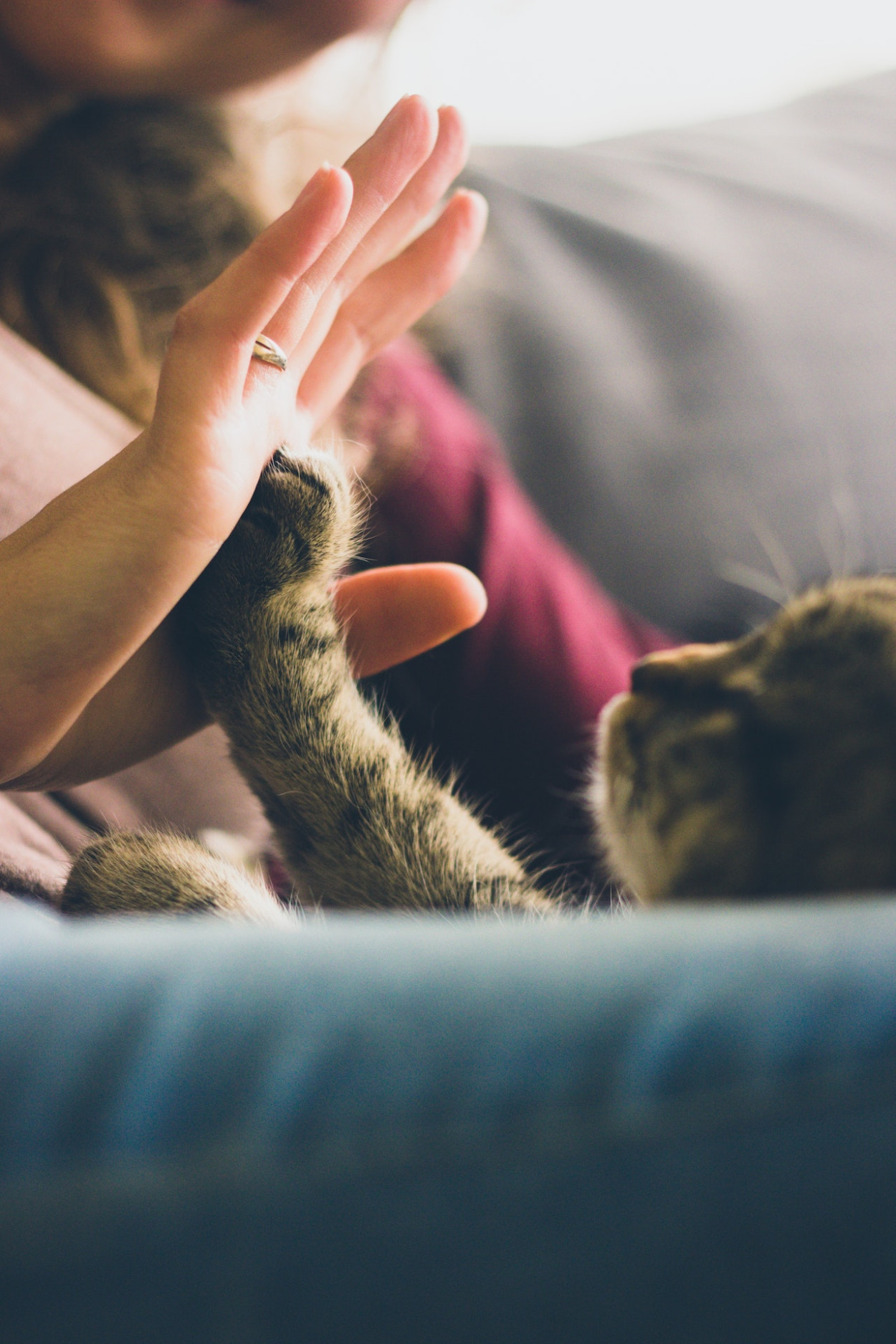 How Do Cats Communicate to Humans?