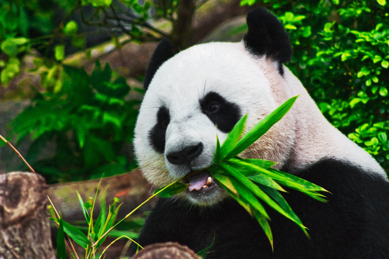 "In the Kingdom of Bamboo: The Extraordinary Life of Giant Pandas"
