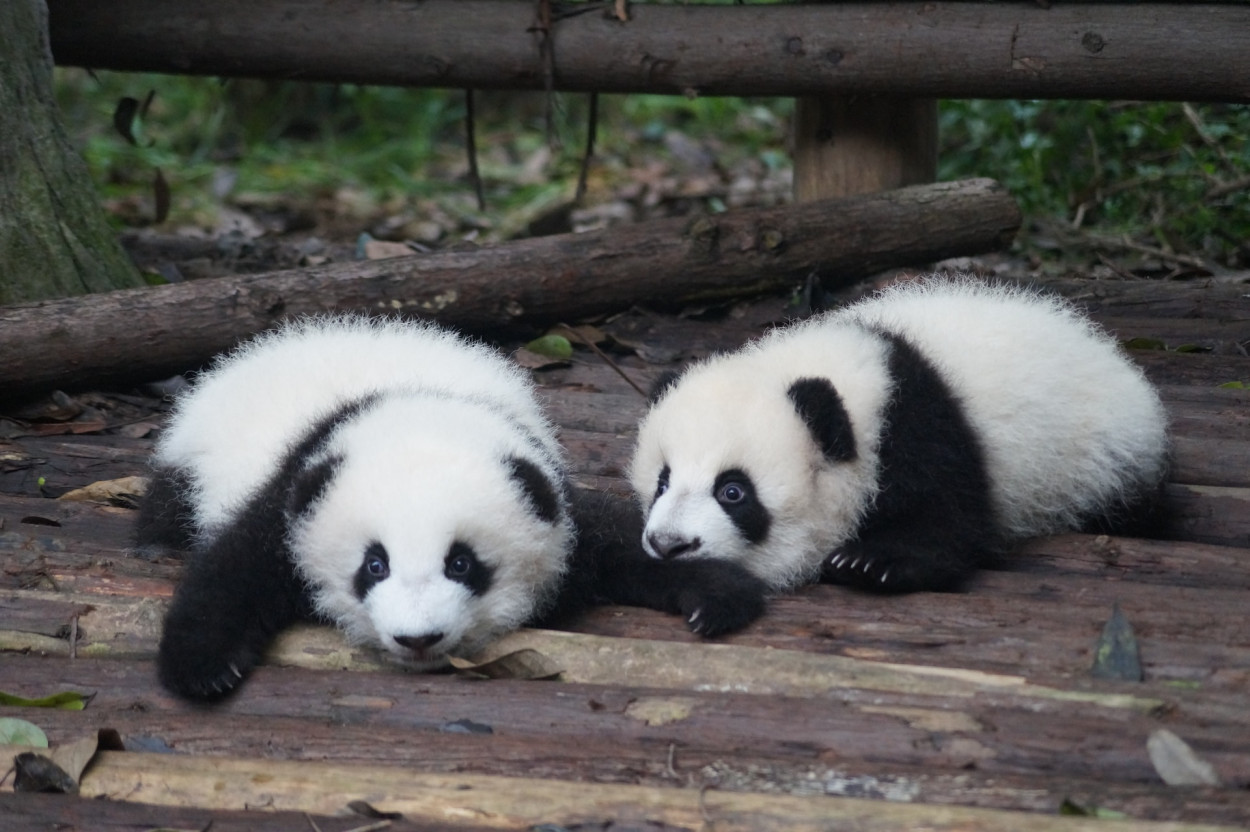 "In the Kingdom of Bamboo: The Extraordinary Life of Giant Pandas"