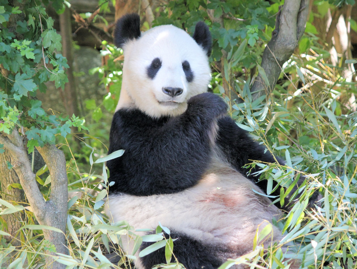 "In the Kingdom of Bamboo: The Extraordinary Life of Giant Pandas"