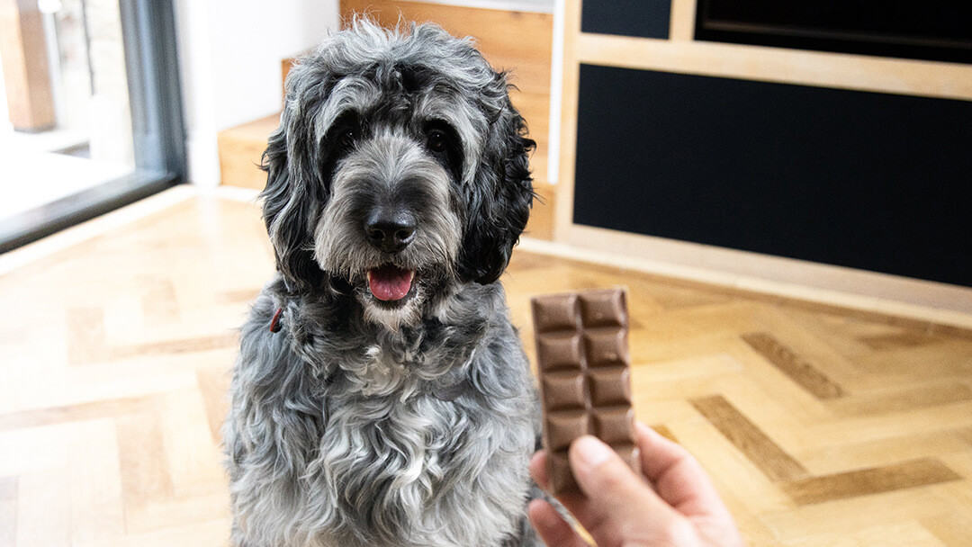 Will dogs die from eating chocolate?