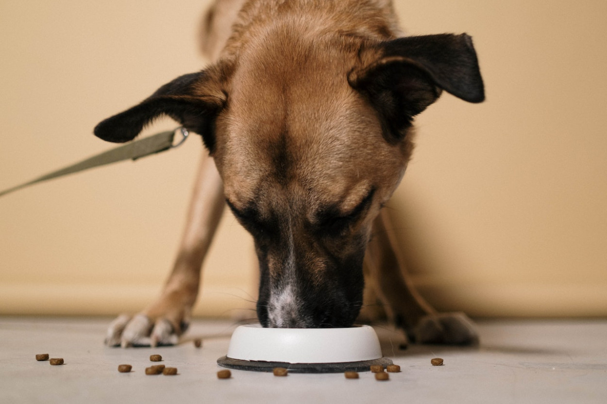 Will dogs die from eating chocolate?