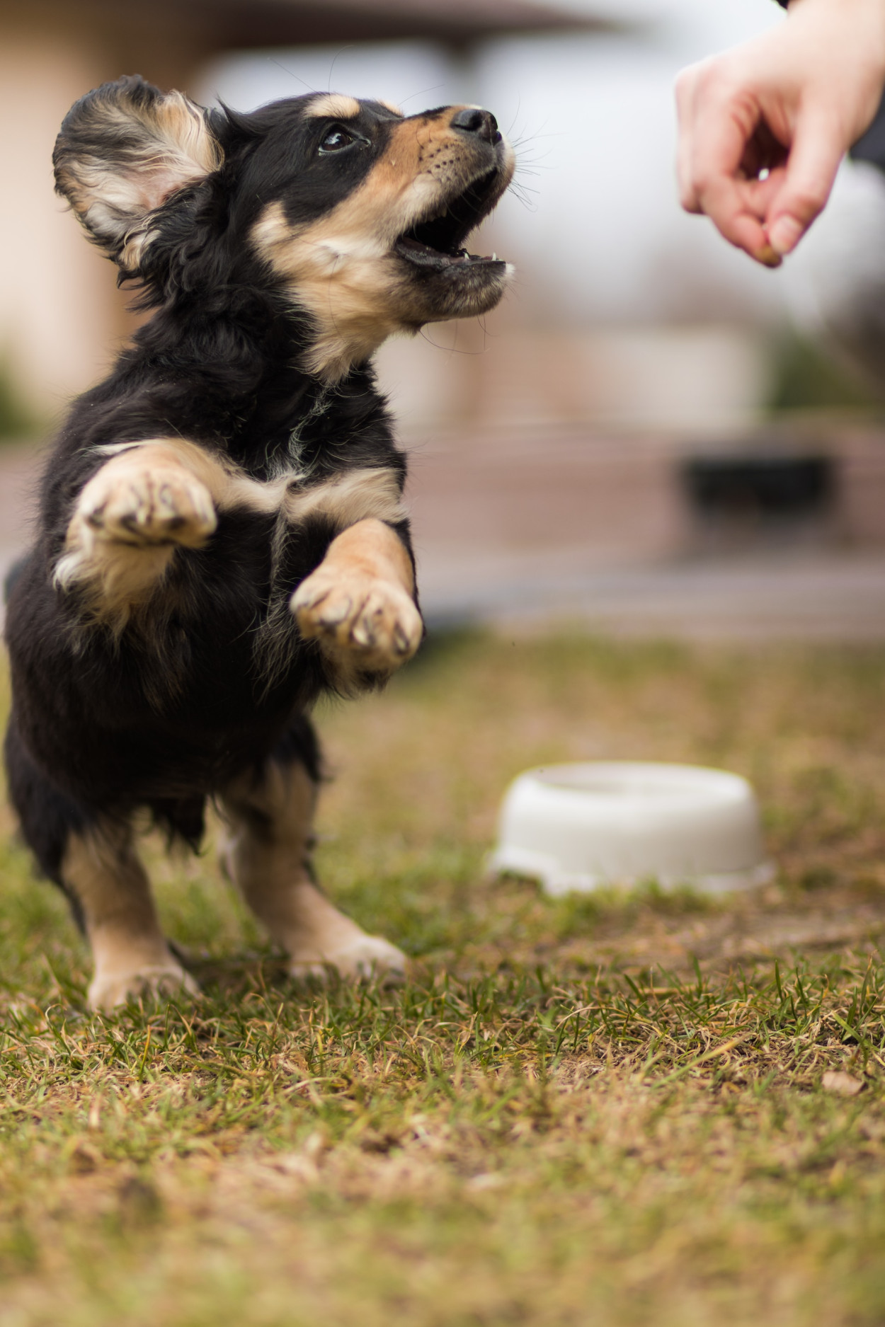 Will dogs die from eating chocolate?