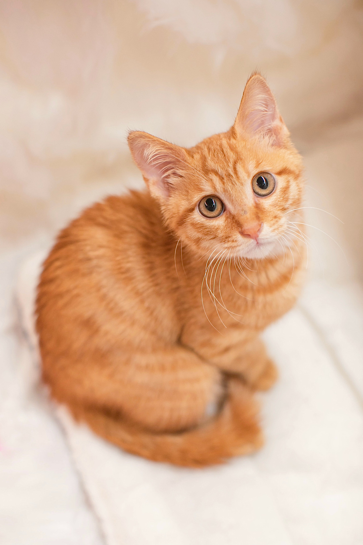 Are Orange Cats Dumb: Debunking the Myth