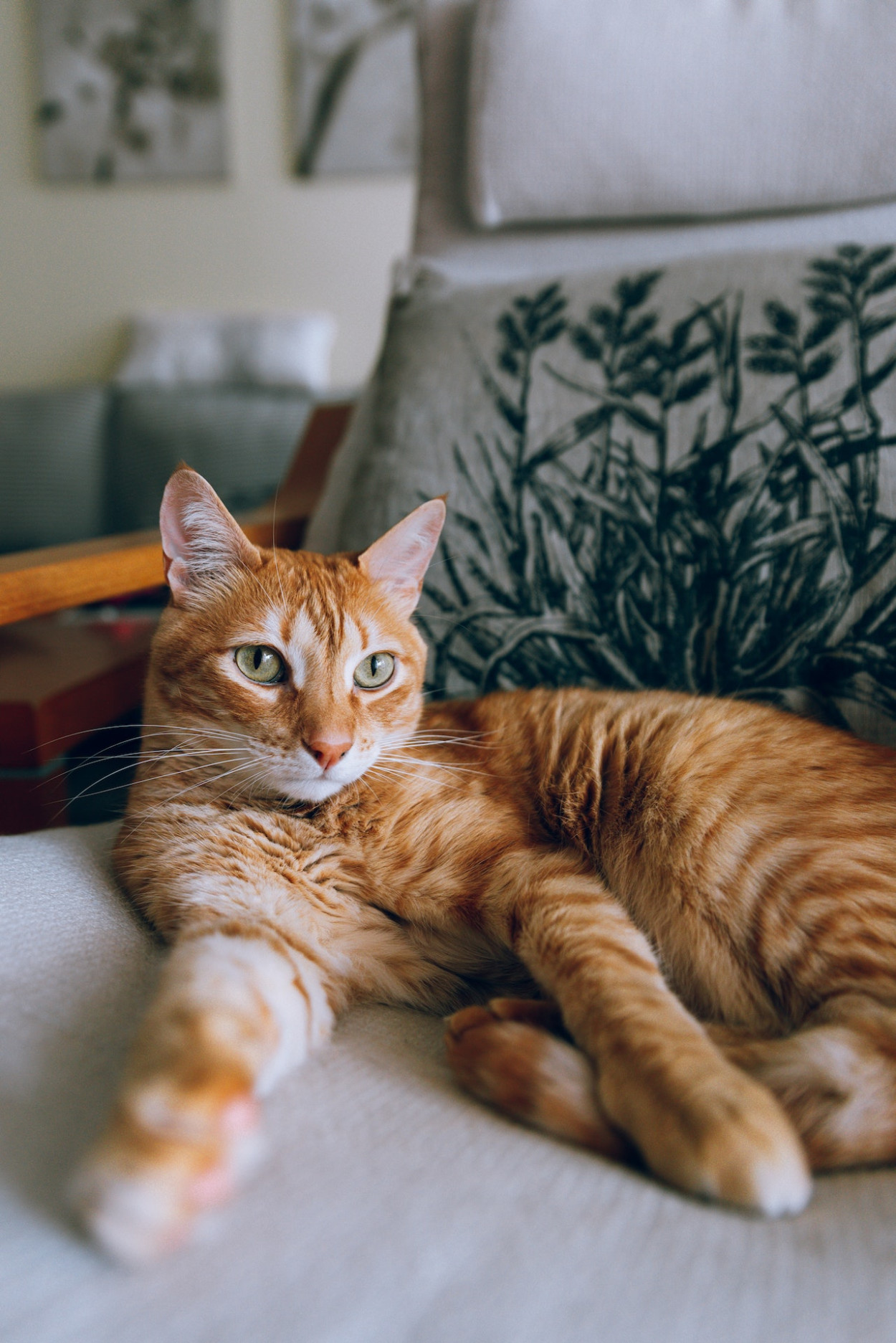 Are Orange Cats Dumb: Debunking the Myth
